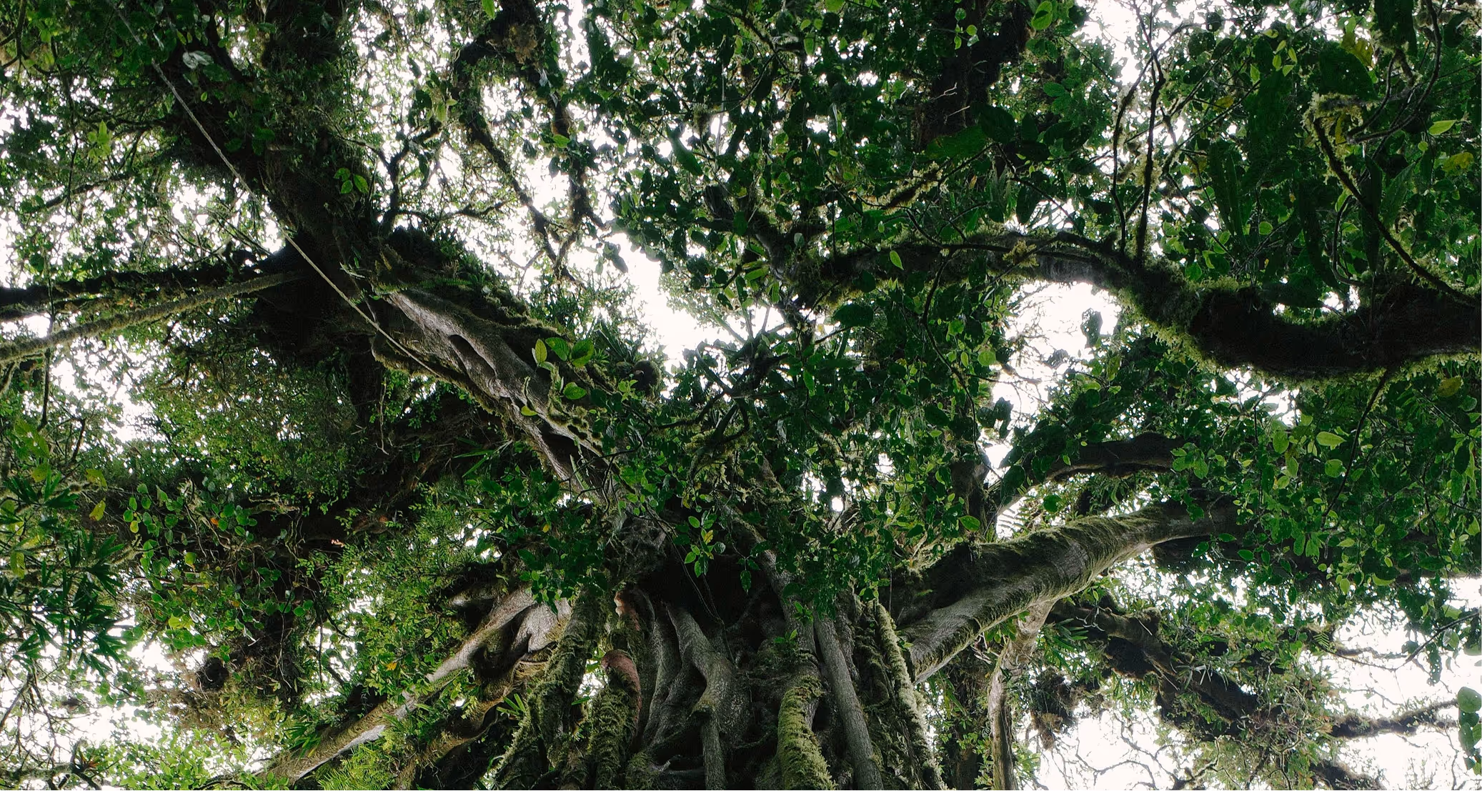 Looking up through the canopy of an old tree