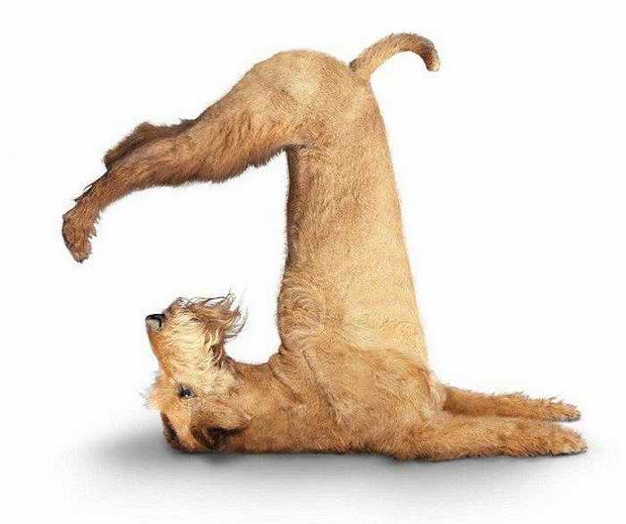 yoga dog