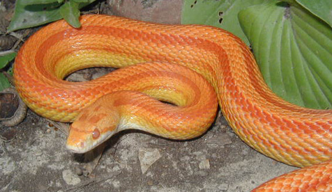 snakes