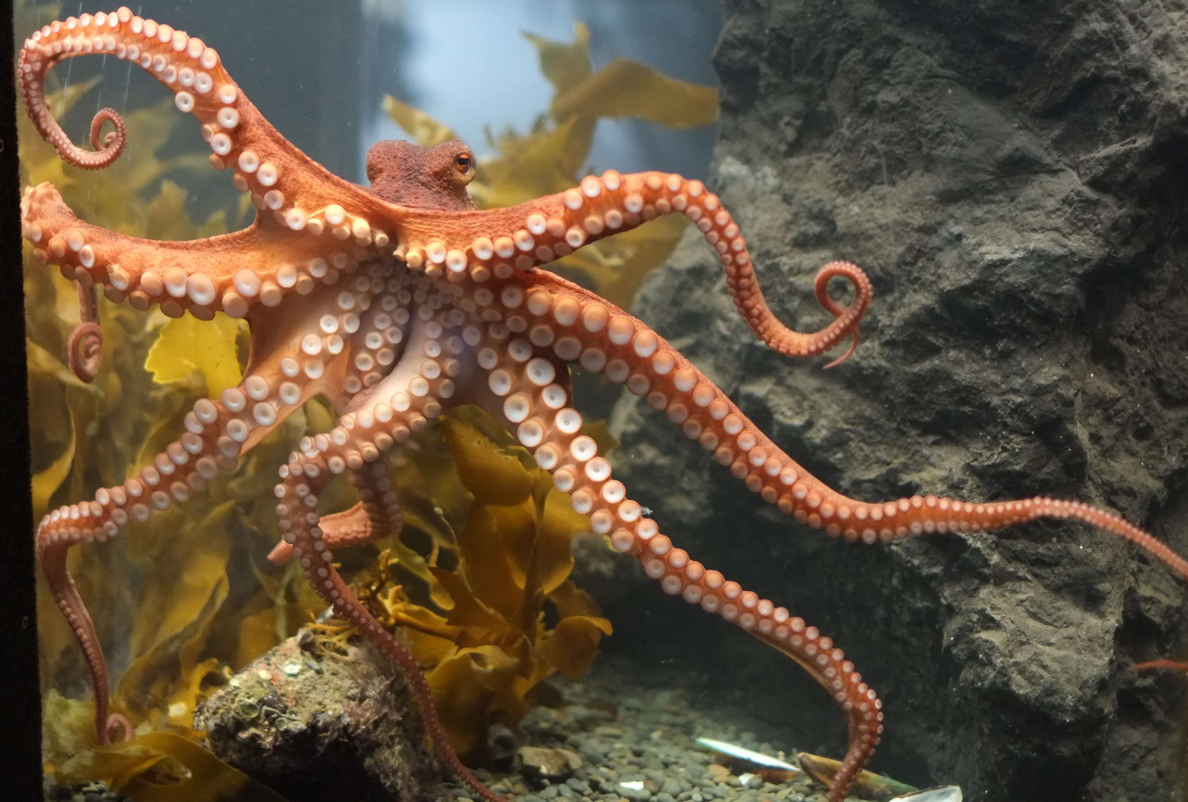octopus