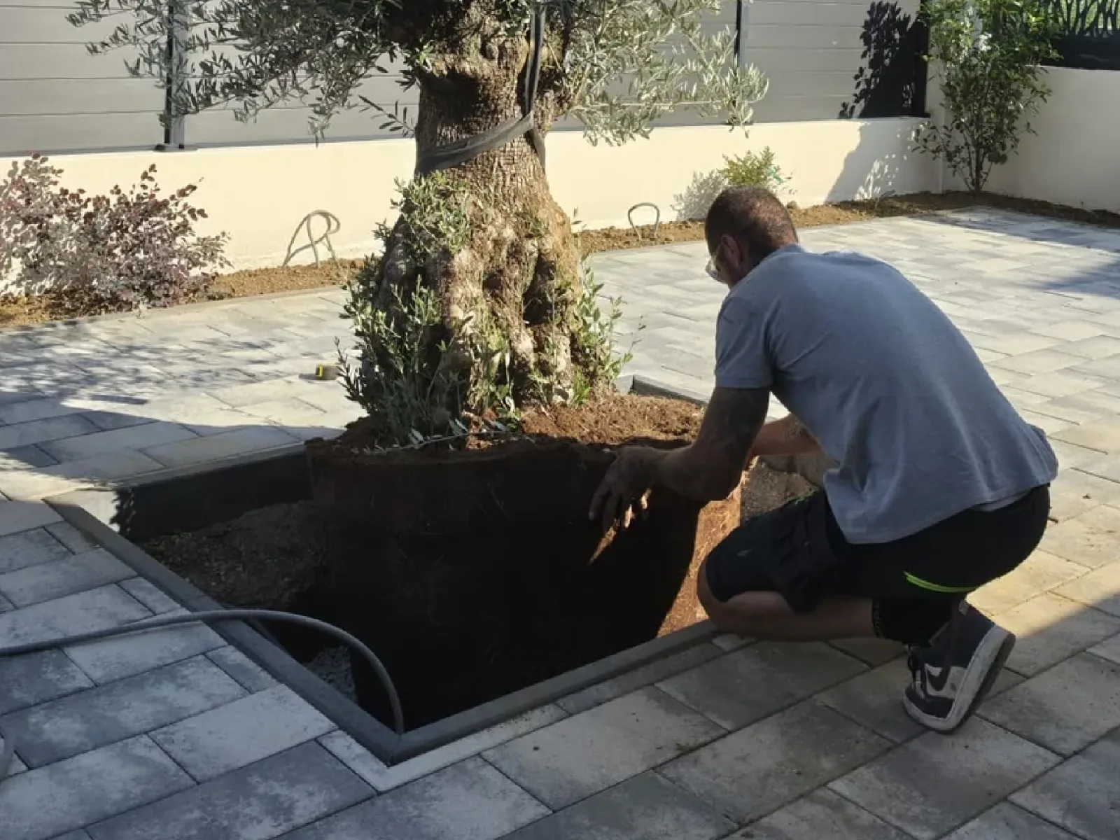 Plantation d'un olivier en massif près d'une terrasse dallée — RK Aménagement