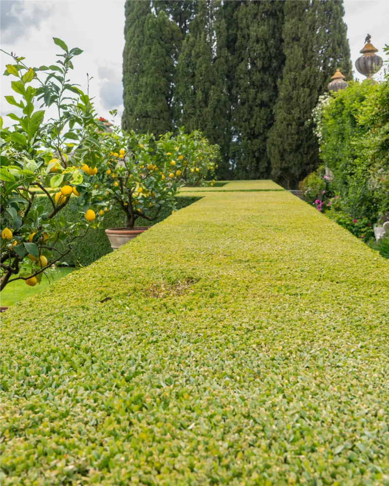 Haie taillée dans un jardin paysager en Moselle