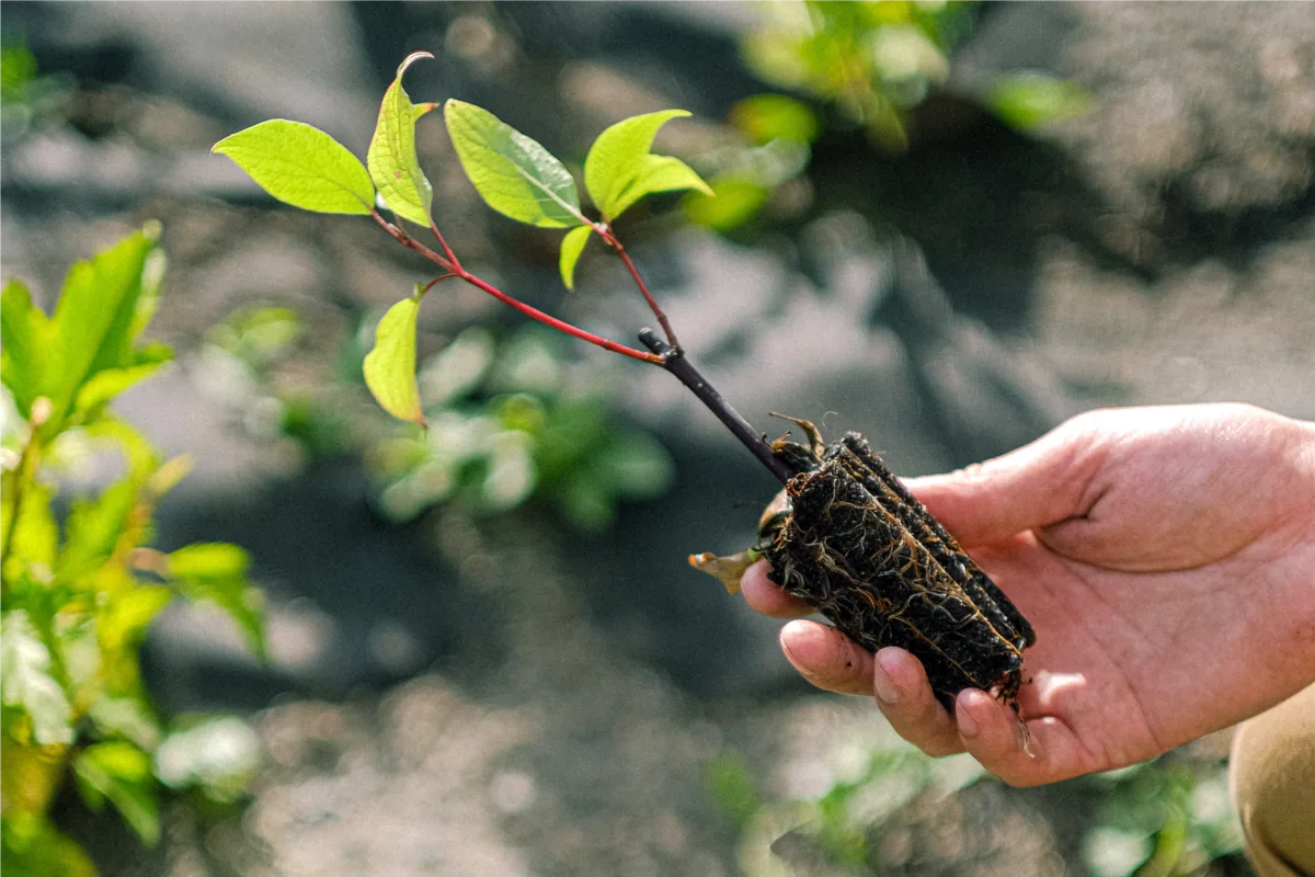 Plantation en cours dans un jardin en Moselle