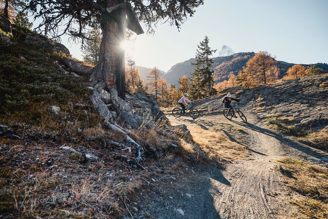 Mountain bikers on a trail through autumnal larch trees above Zermatt