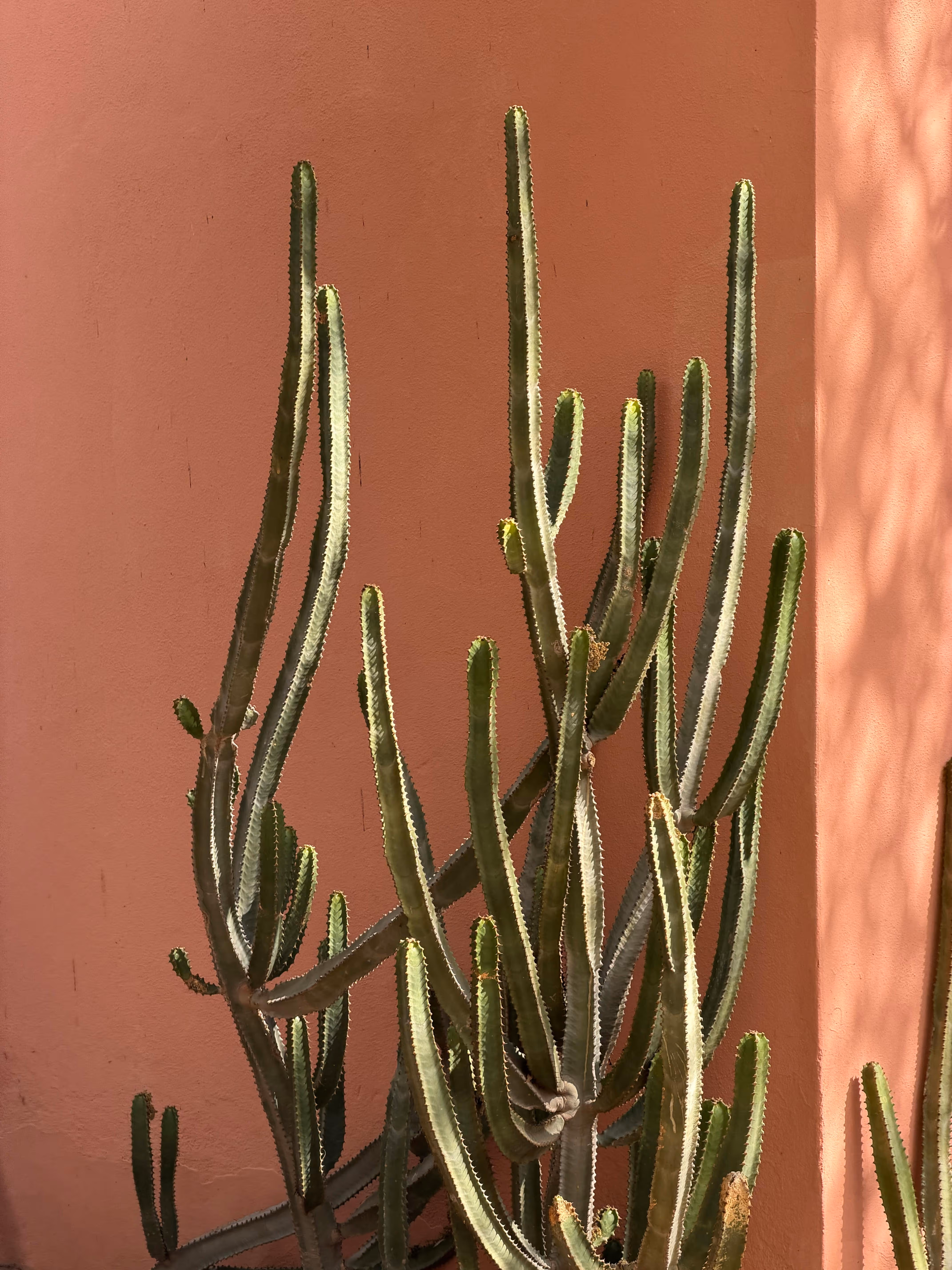 Cactus against pink wall stock image