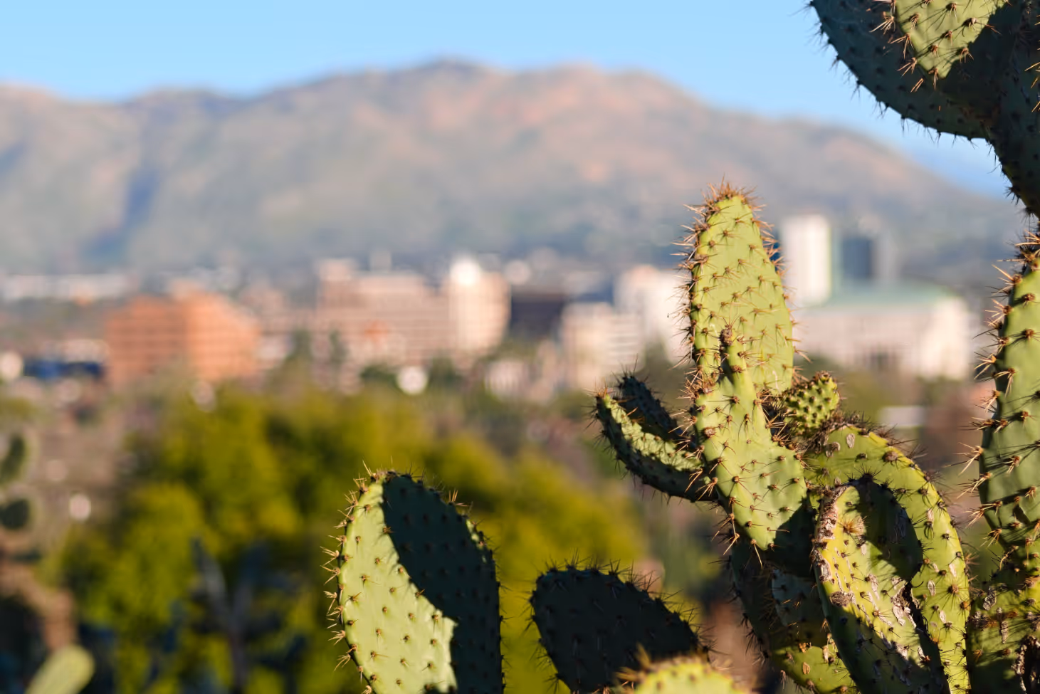 Cactus with mountain view in background stock image