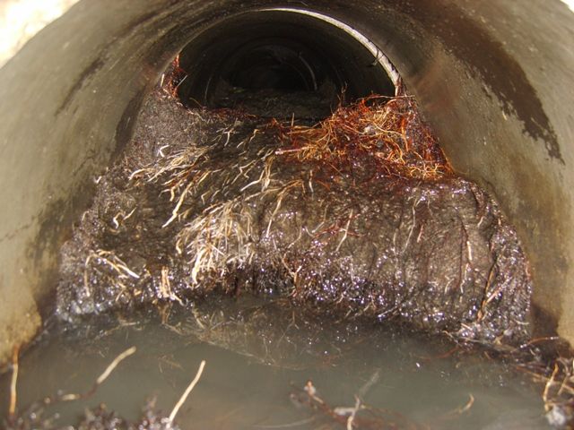 Deep Rooted Drain Unblocking