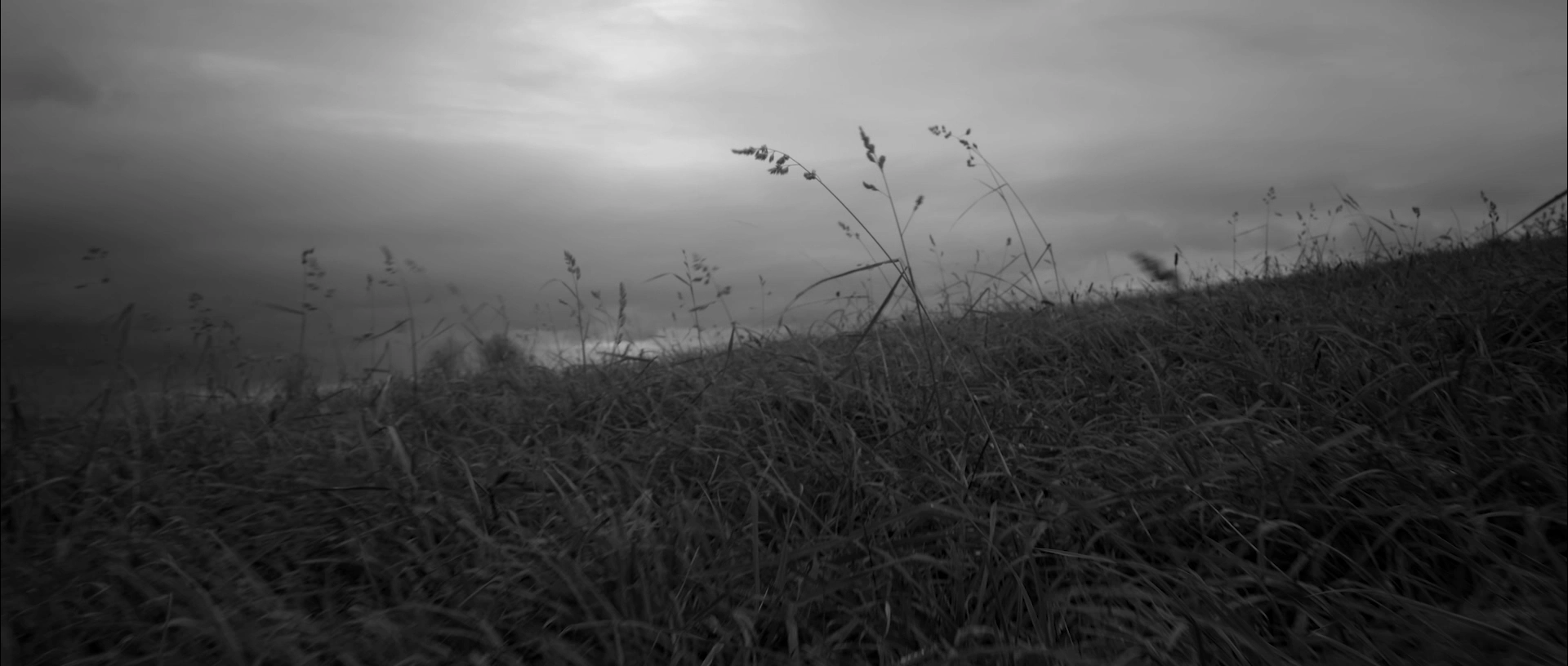 Black and white image of tall grass on a hill under a cloudy sky.