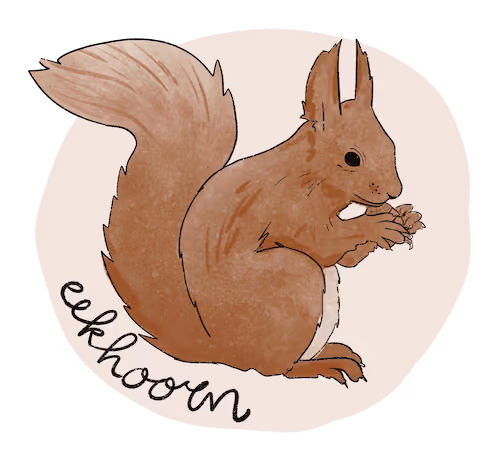 Illustratie van een eekhoorn.