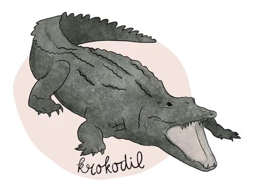 Illustratie van een krokodil.