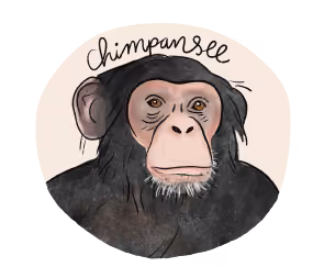 Illustratie van een chimpansee.