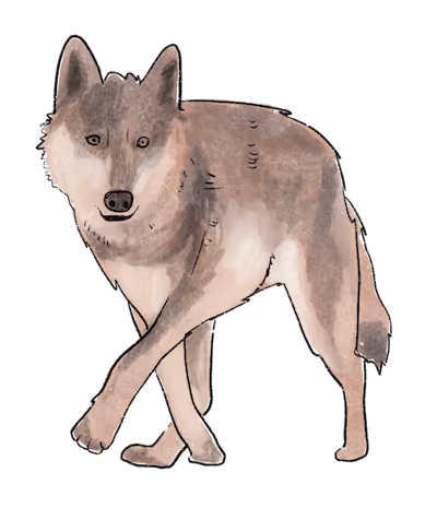 Illustratie van een wolf.