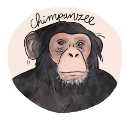 Illustration of a chimpanzee.