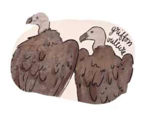 Illustration of a vulture.