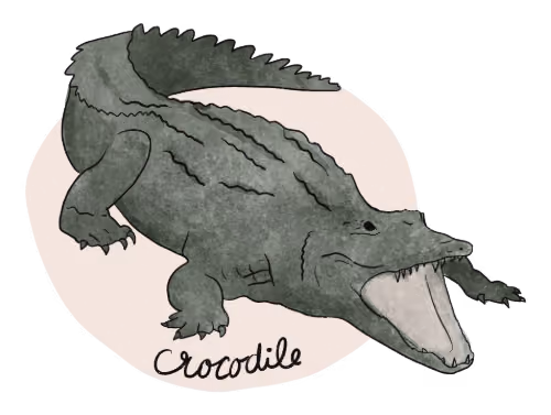 Illustration of a crocodile.