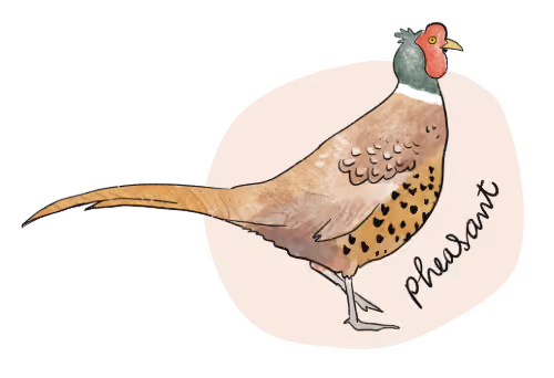 Illustration of a pheasant.