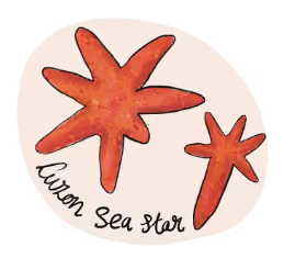 Illustration of a starfish.