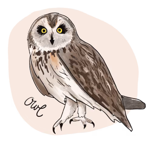 Illustration of an owl.