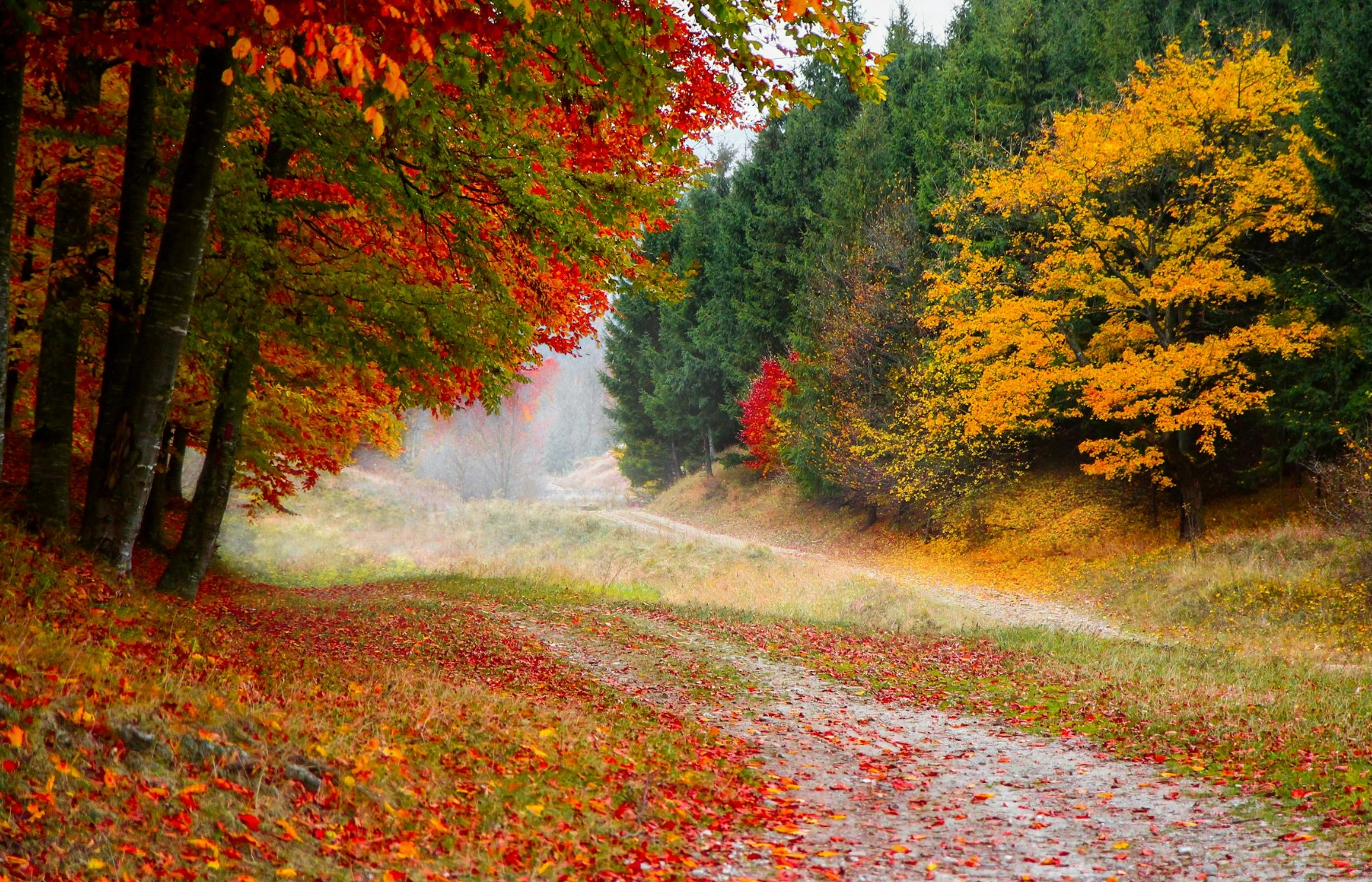 Fall scenery