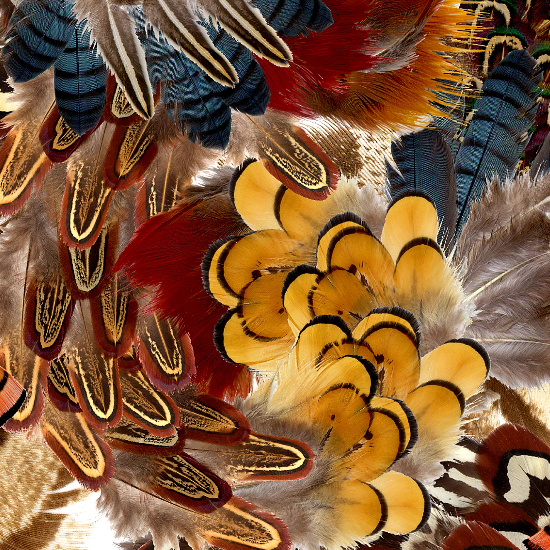 Feathers