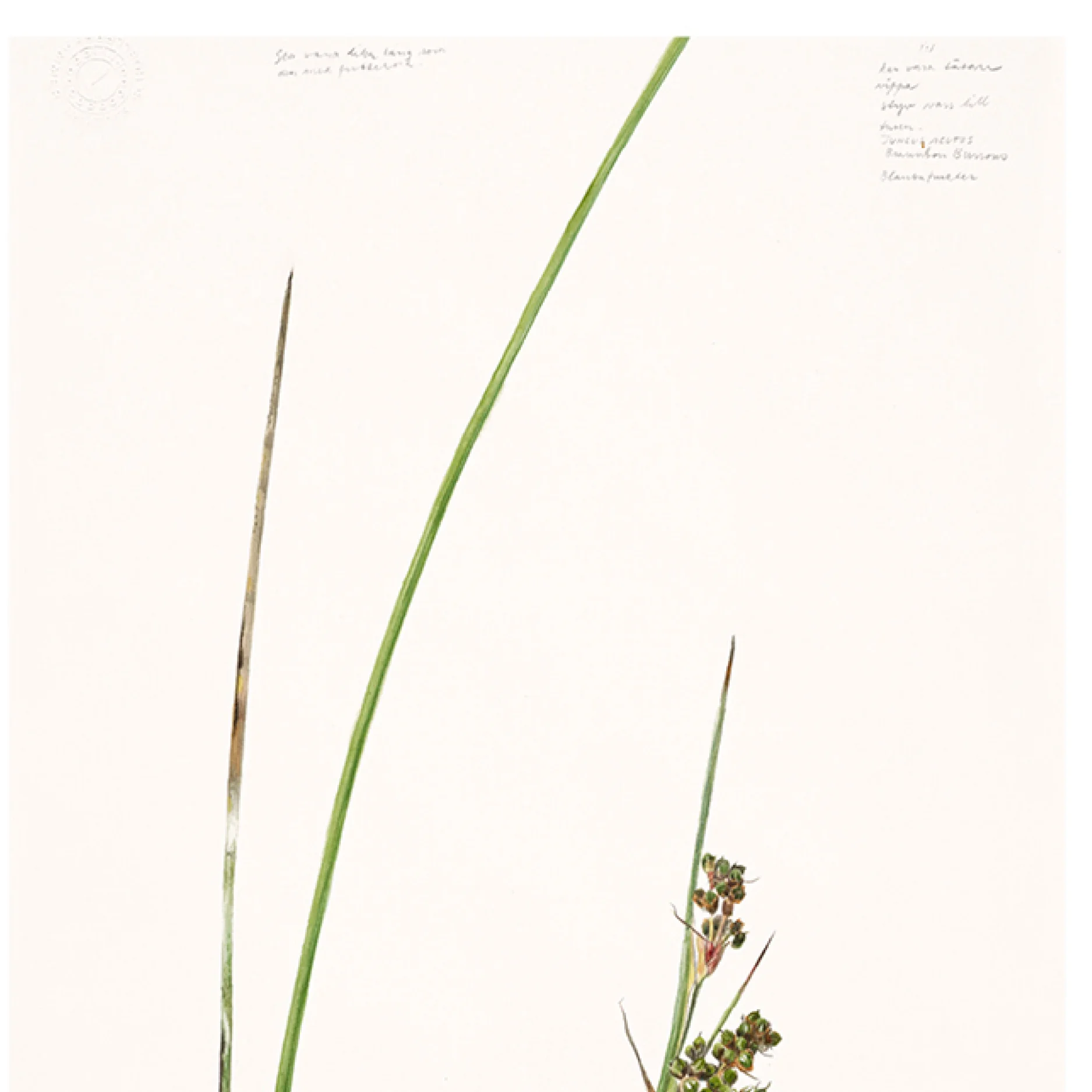 Coastal Plants