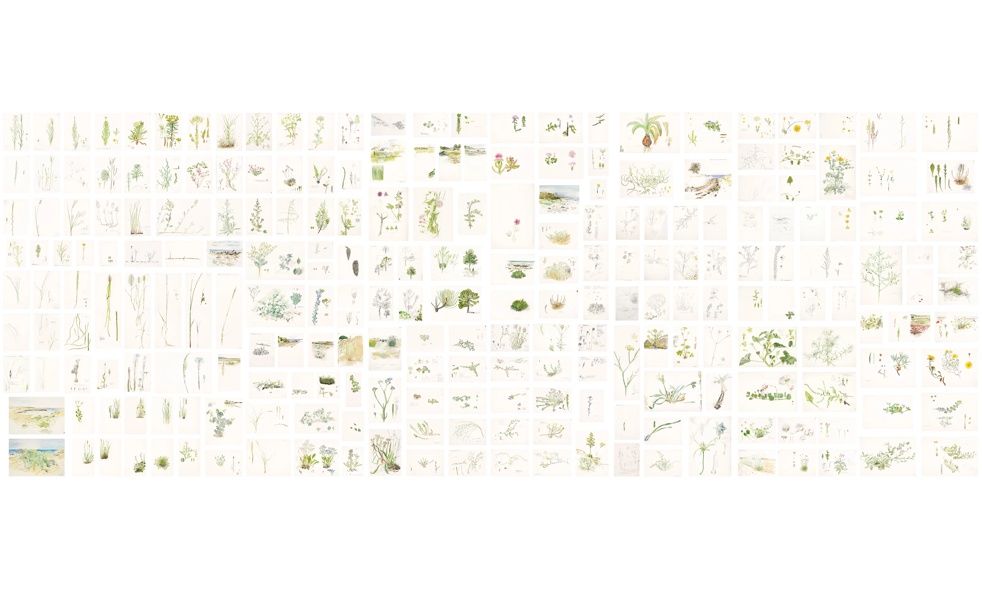 Coastal Plants