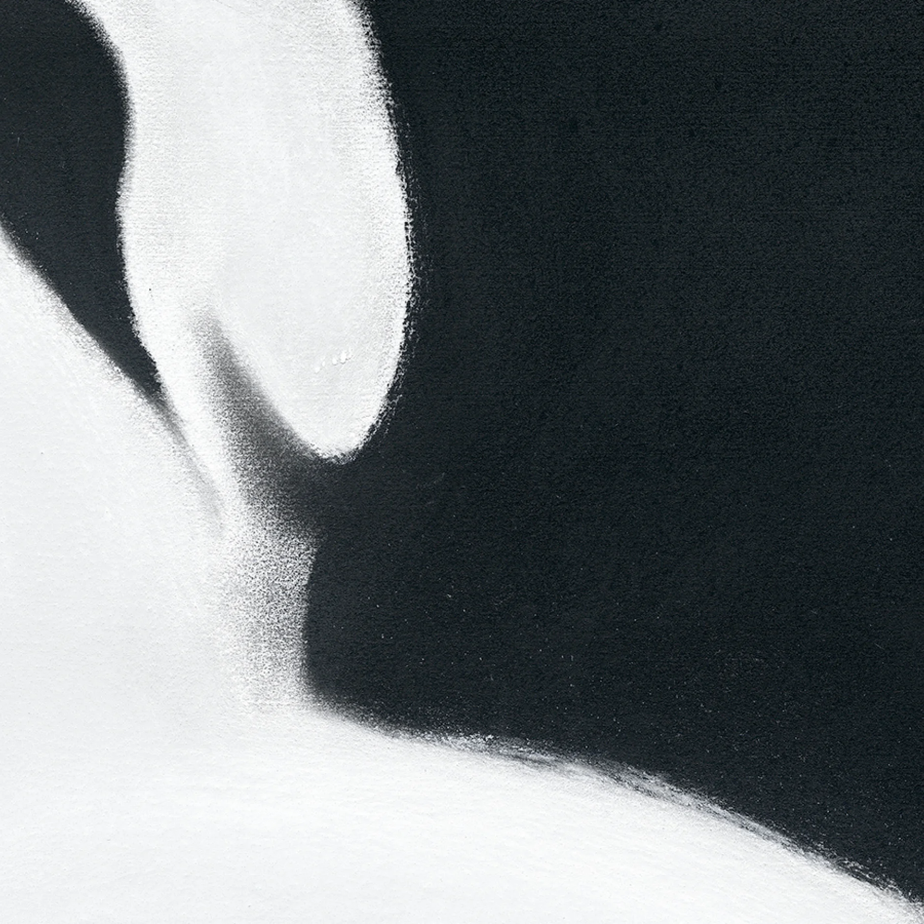 Swan