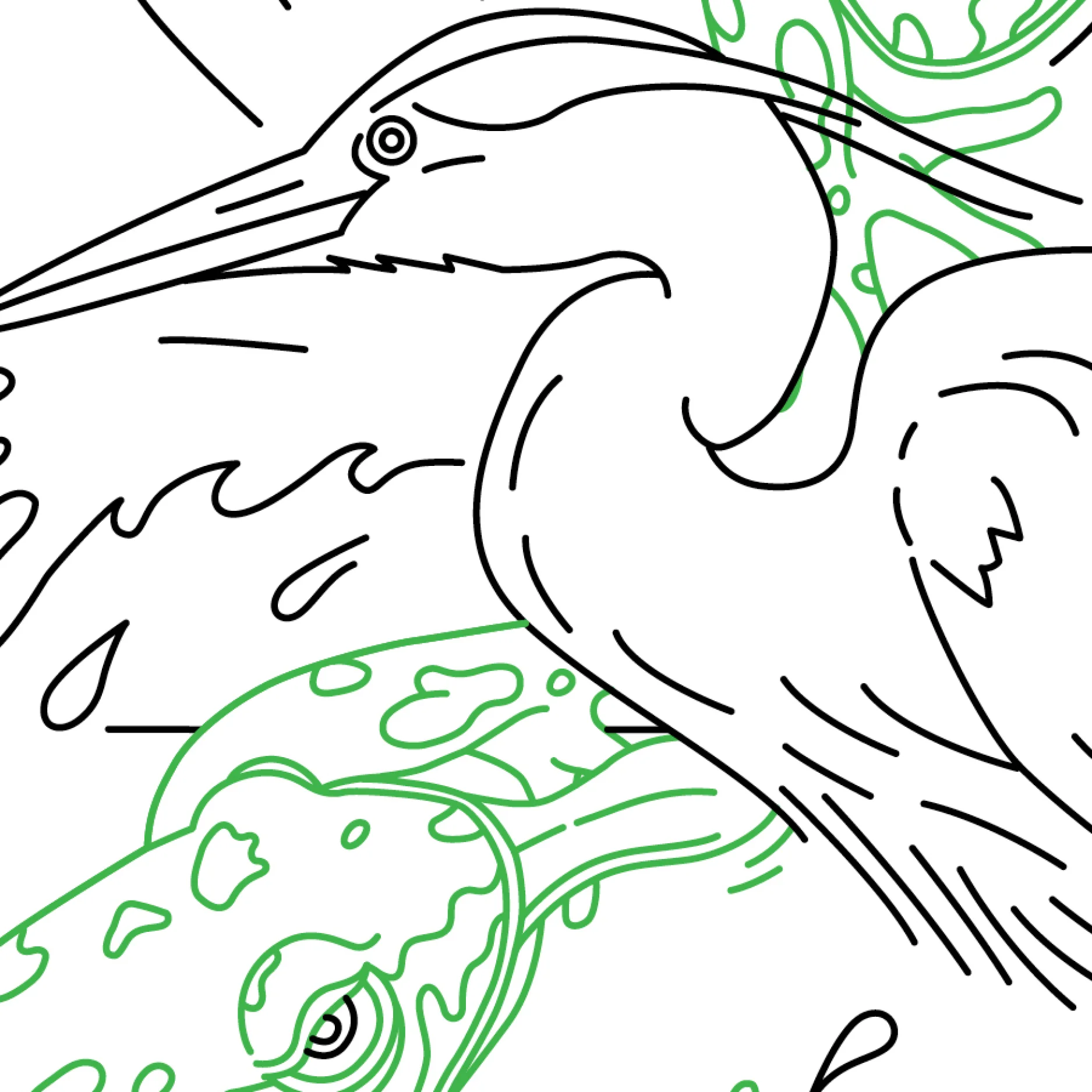 Cuckoo