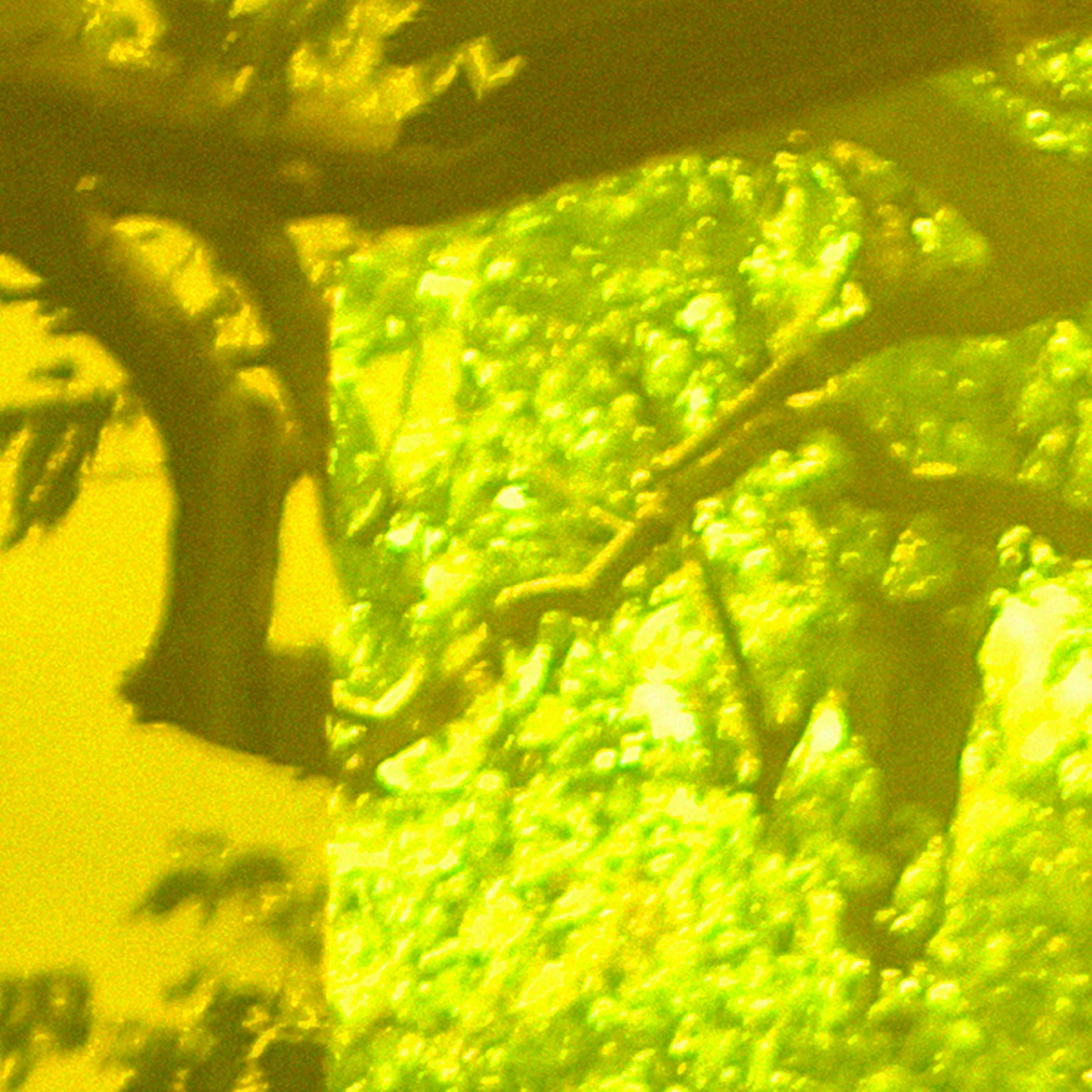 Glass House Spring Reflections, 2008