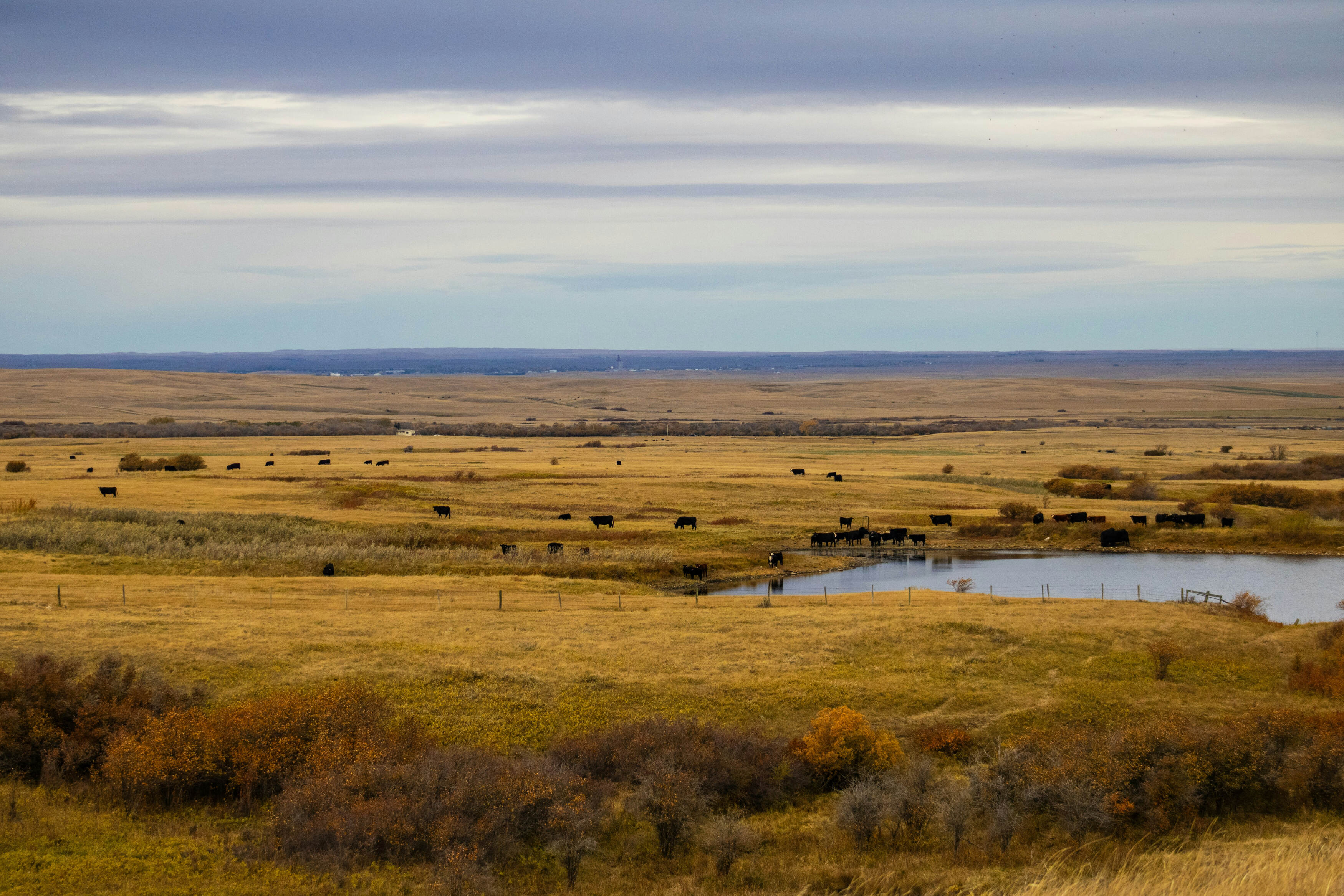 Wide view of a grassy prairie with a pond, scattered cattle, and cloudy sky overhead.