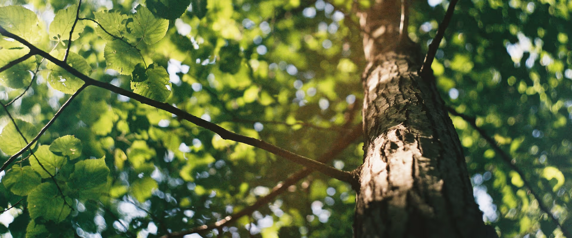 Sunlight filtering through green leaves and branches of a tree viewed from below.