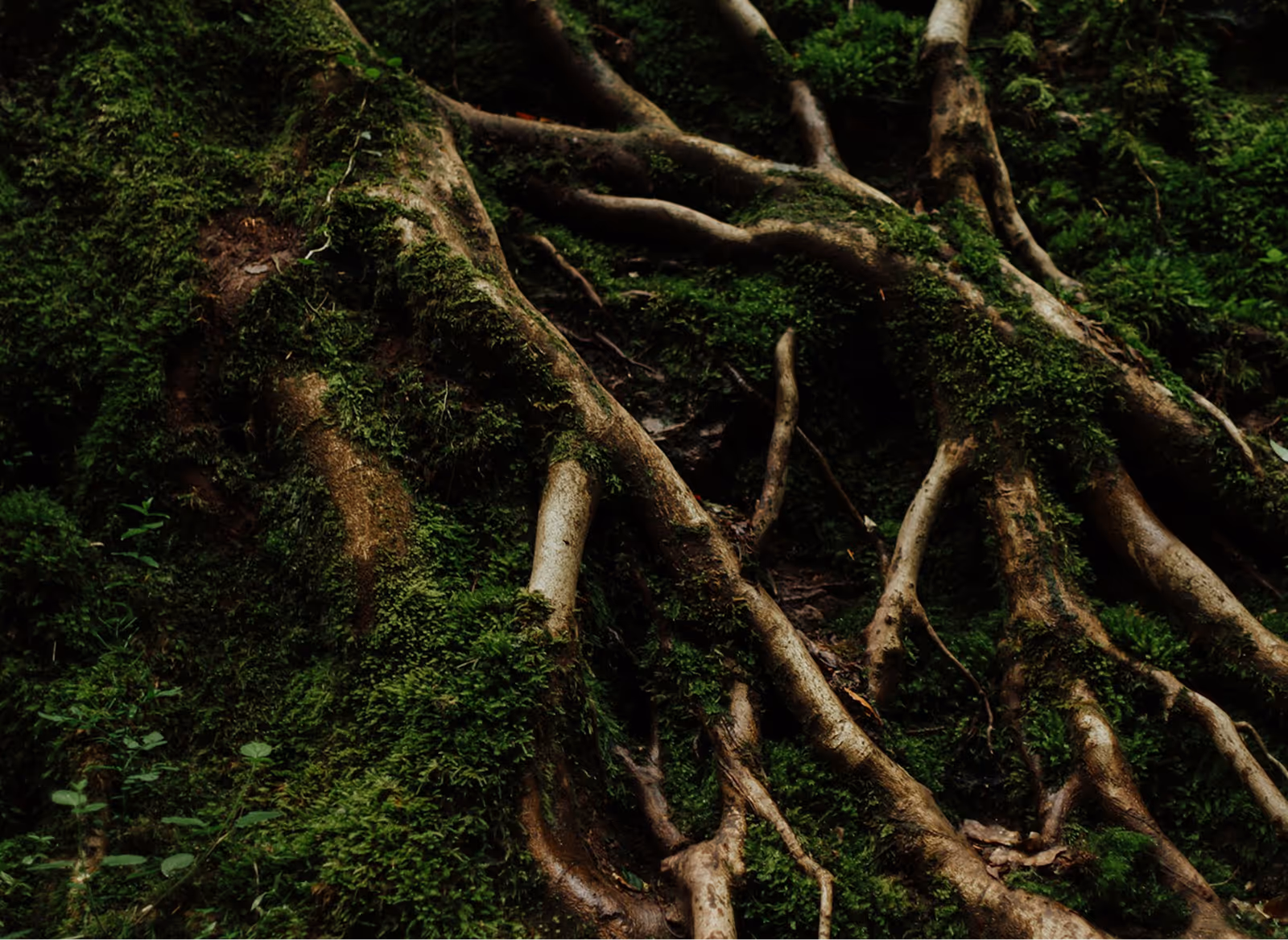 Tree roots covered in green moss spreading over forest floor.