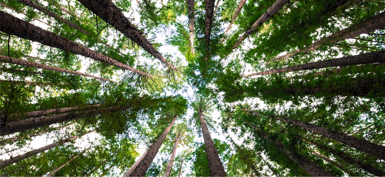 View looking up at tall green trees with sunlight filtering through the leaves.