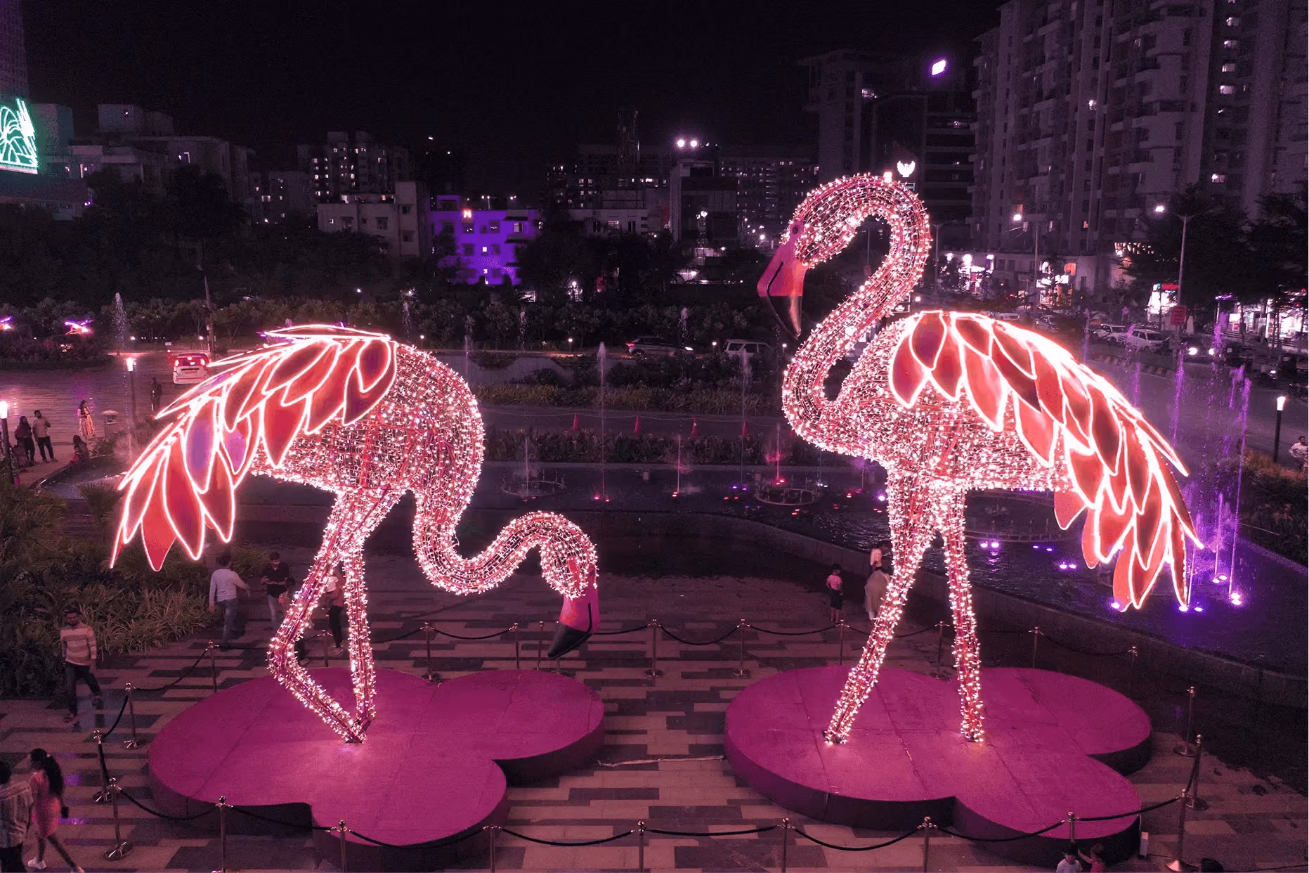 Flamingos