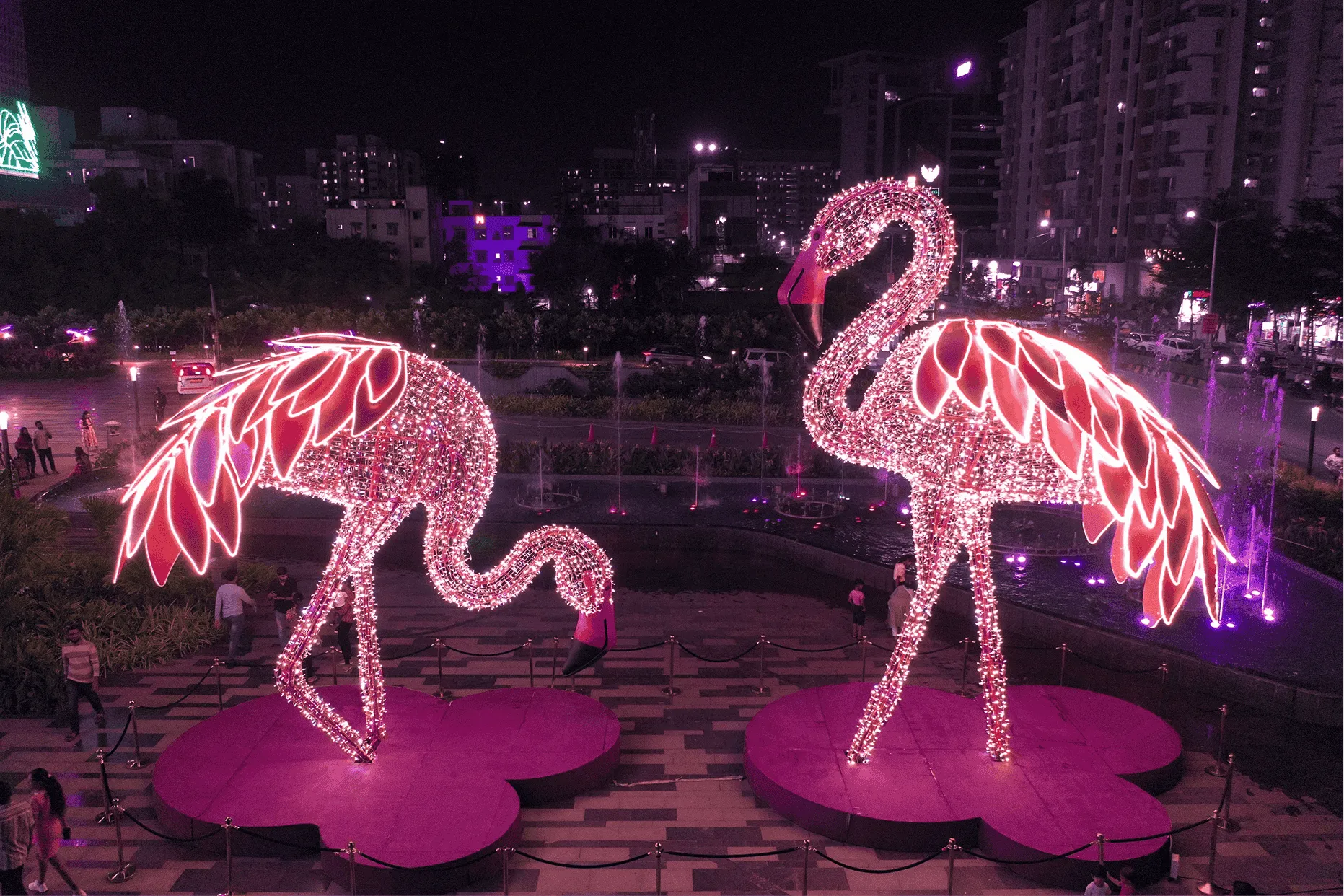 Flamingos