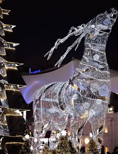 Reindeer 2019