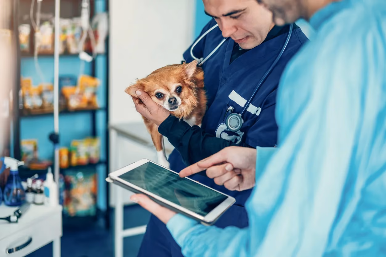 Veterinary professionals reviewing information on a tablet while examining a dog