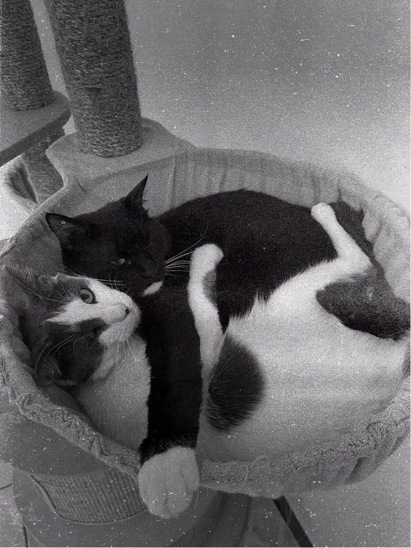 Two cats cuddling together in a cozy round cat bed on a cat tree.
