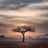 A lone tree in a vast savanna under a cloudy sky at sunset or sunrise.