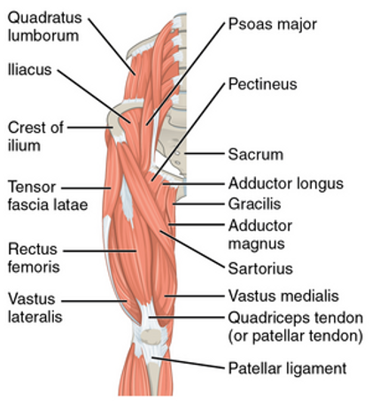 hip flexor anatomy