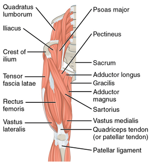 Understanding Hip Flexor Pain