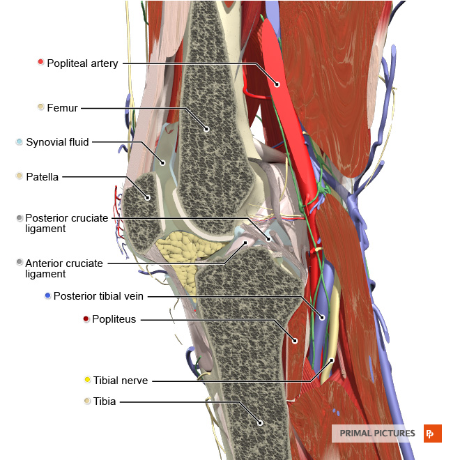 patellofemoral joint anatomy