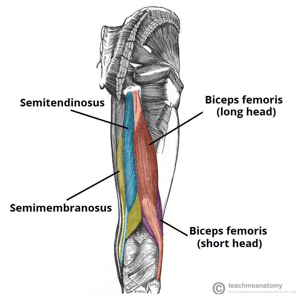 Hamstring Issues: Rehabilitation & Prevention for Optimal Performance