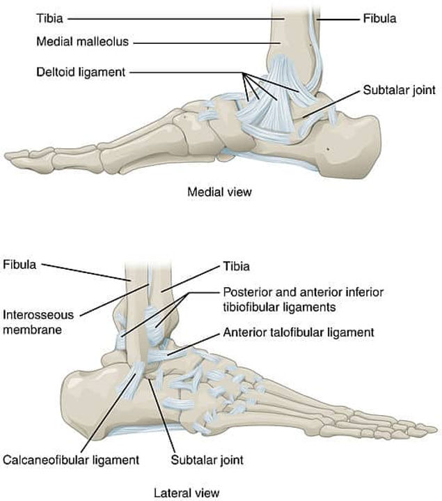 ankle anatomy