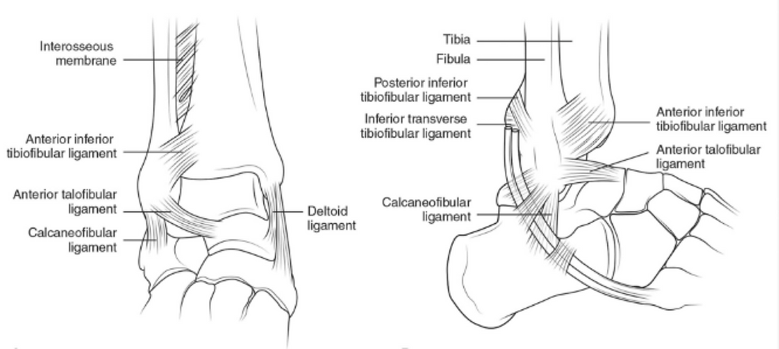 ankle key ligaments 
