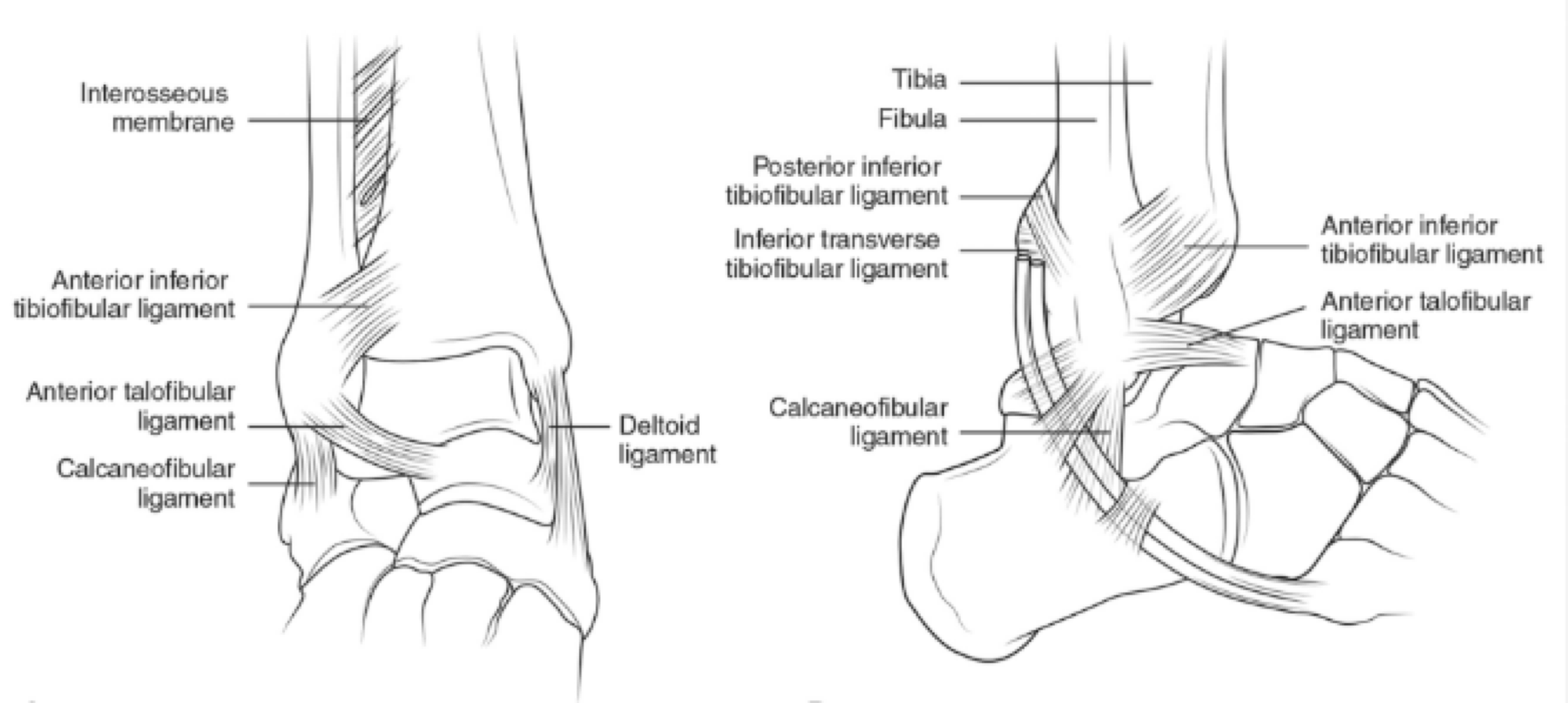Ankle Sprains - Optimising Function & Rehabilitation