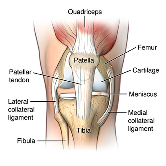 knee anatomy