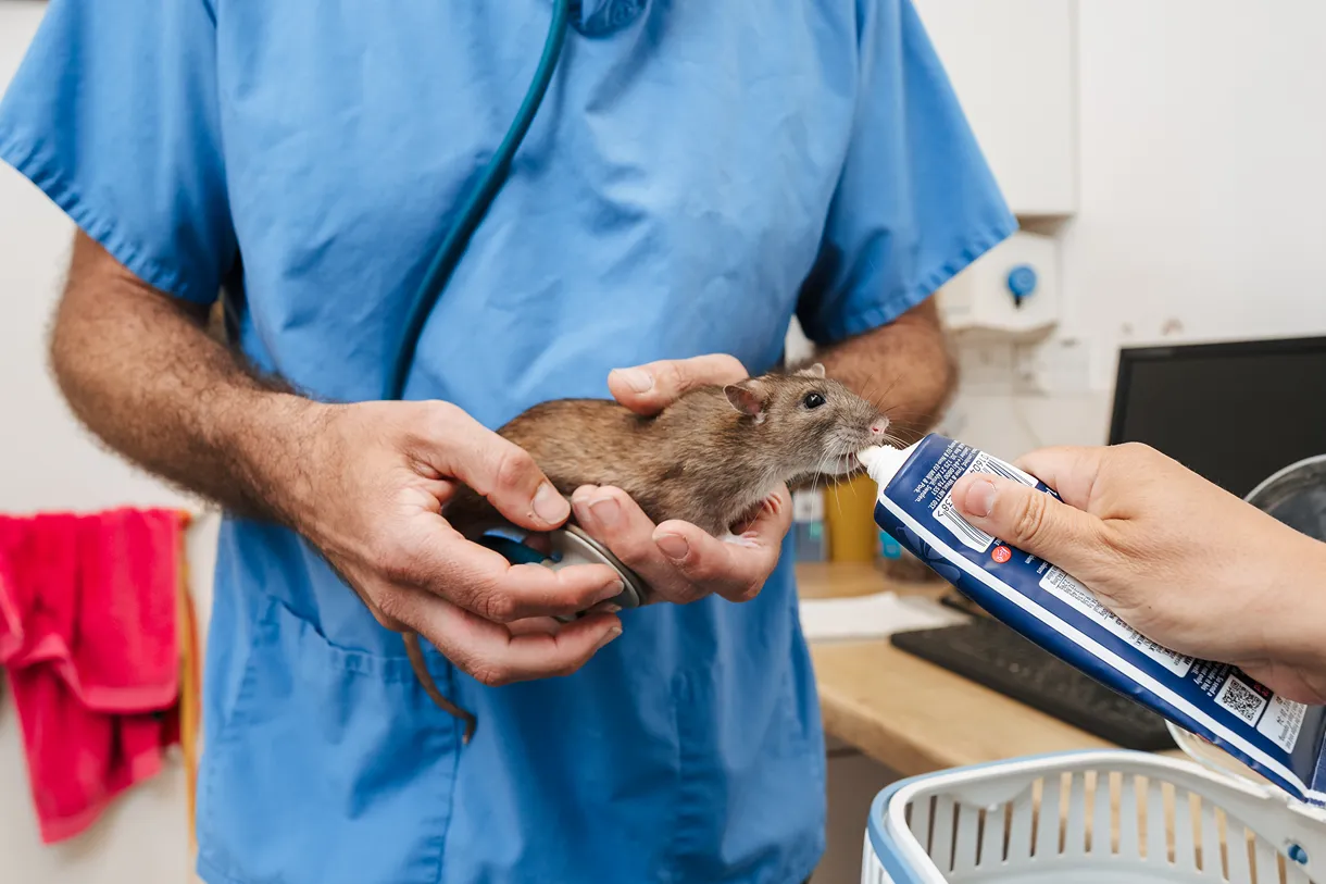 A vet holding a pet rat during an examination