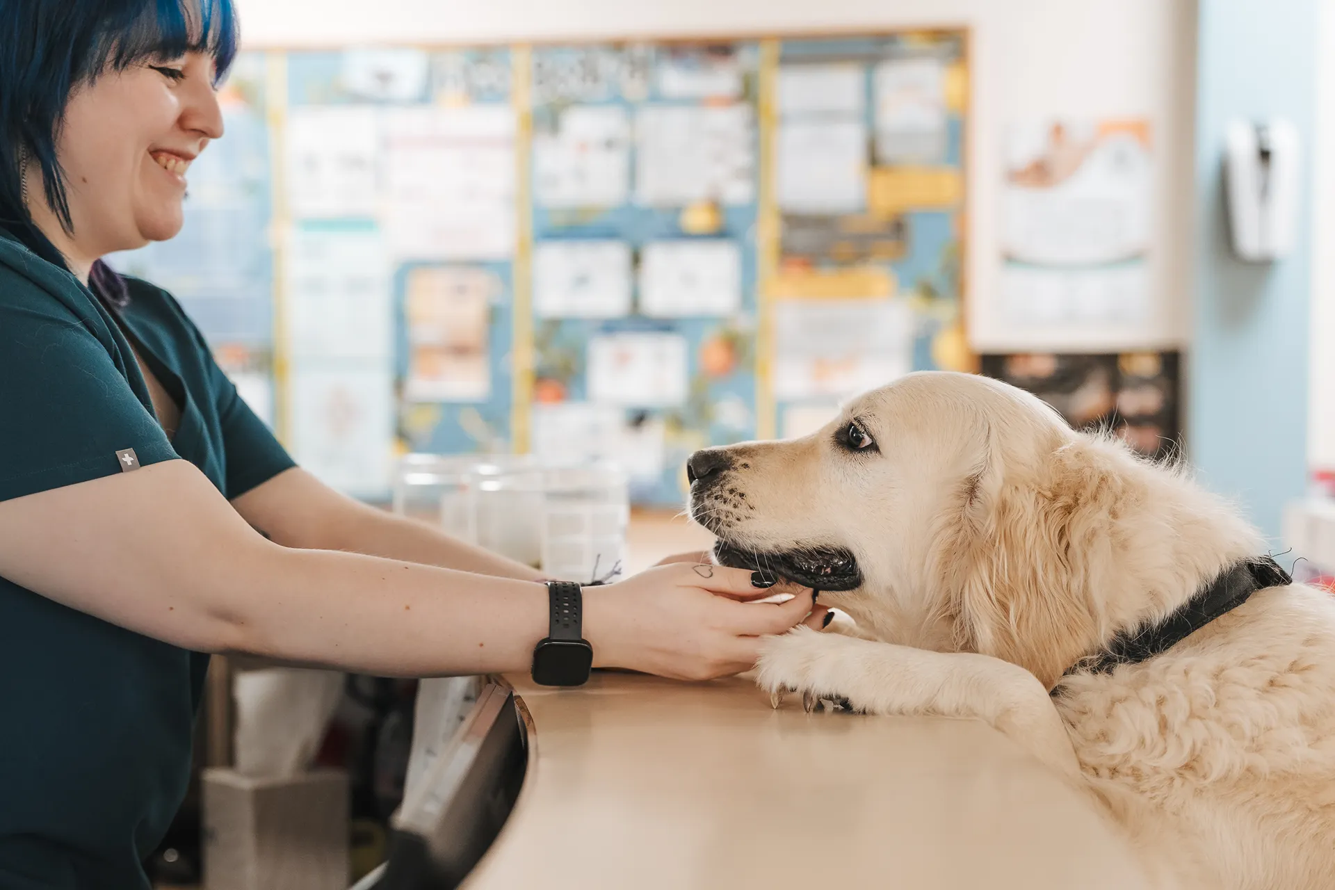 A member of the Bowbridge Vets team caring for a pet