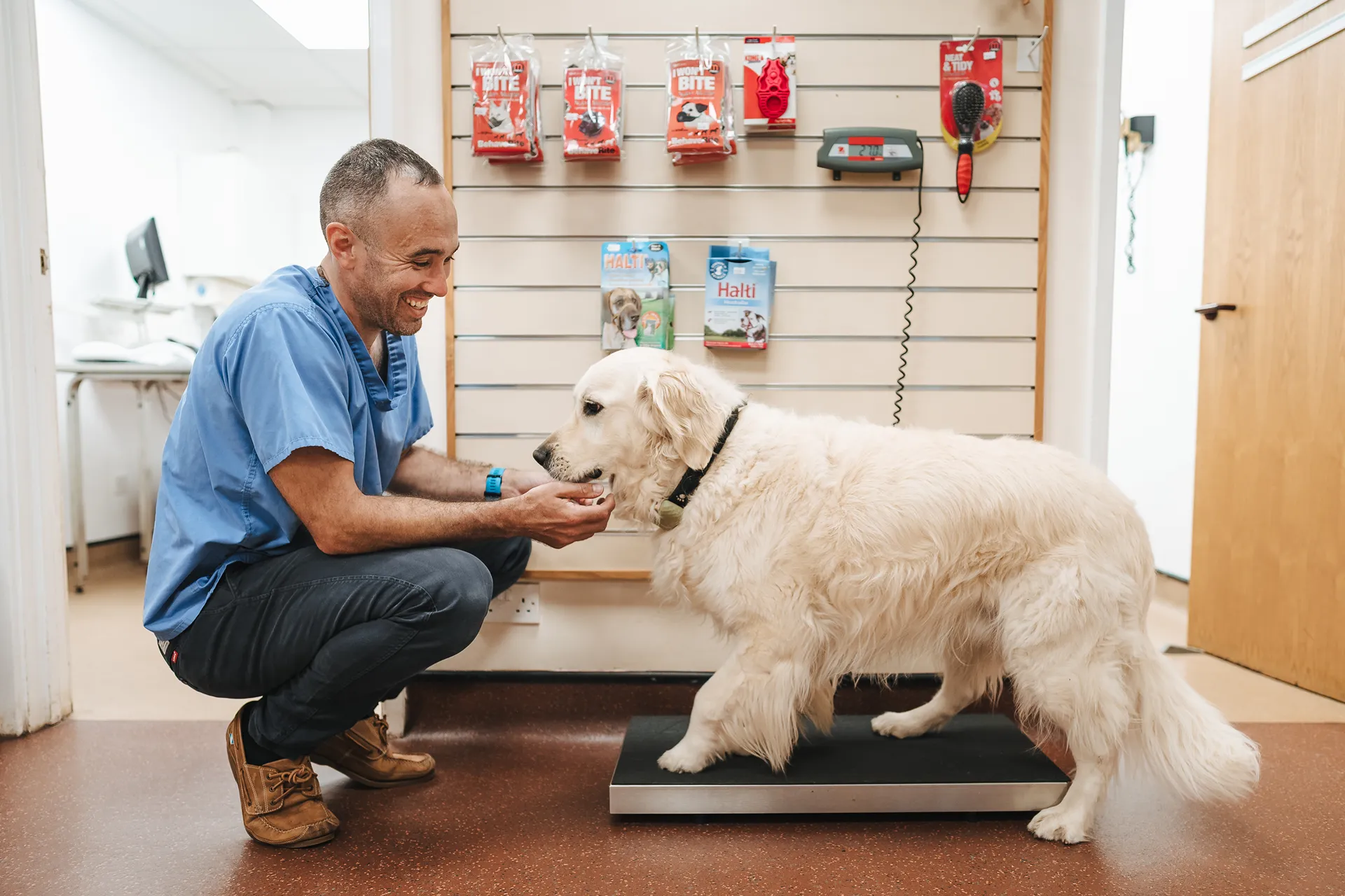 A vet examining a dog at Bowbridge Vets